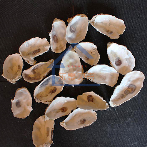 吉林牡蛎壳